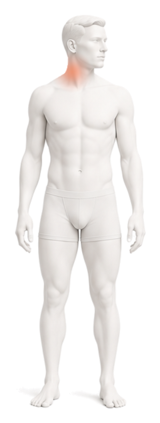 Body illustration with the neck, collarbone, shoulder, and upper chest highlighted.